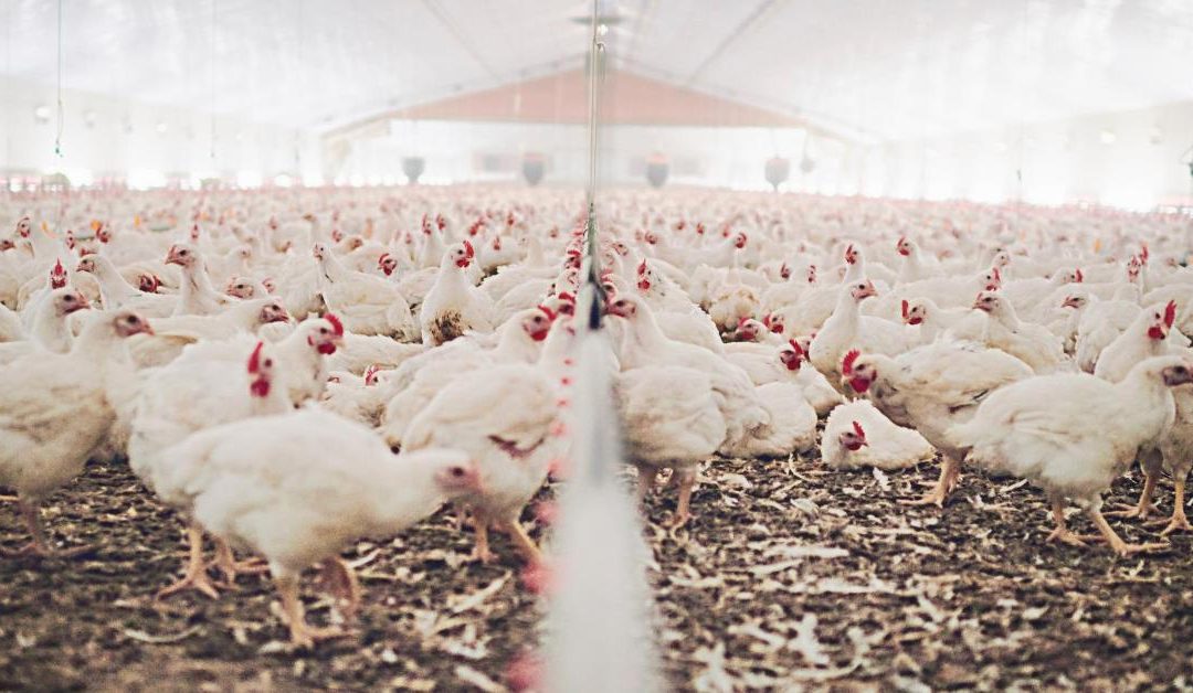 Equip Your Success: A Guide to Essential Broiler Chicken Farming Equipment – Top 5